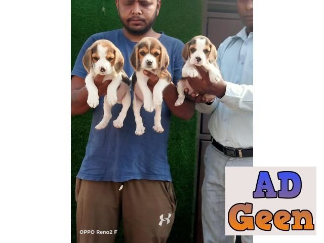 used top Quality begal Male pupies Avalible 7888642439 for sale 